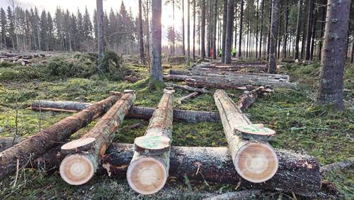 Skogforsk virkesvärdestest 2025